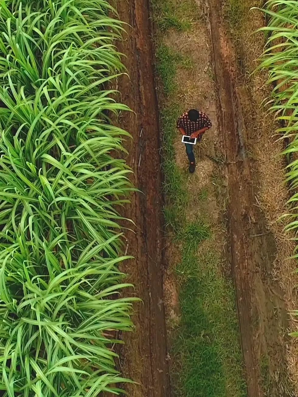Brazil-farm-credit Mobile BG