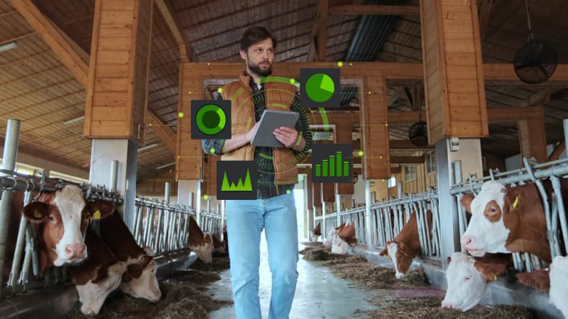 View of person holding tablet in barn with cattle on either side of him.