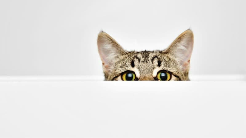 Cat curiously peeking out from behind the white background